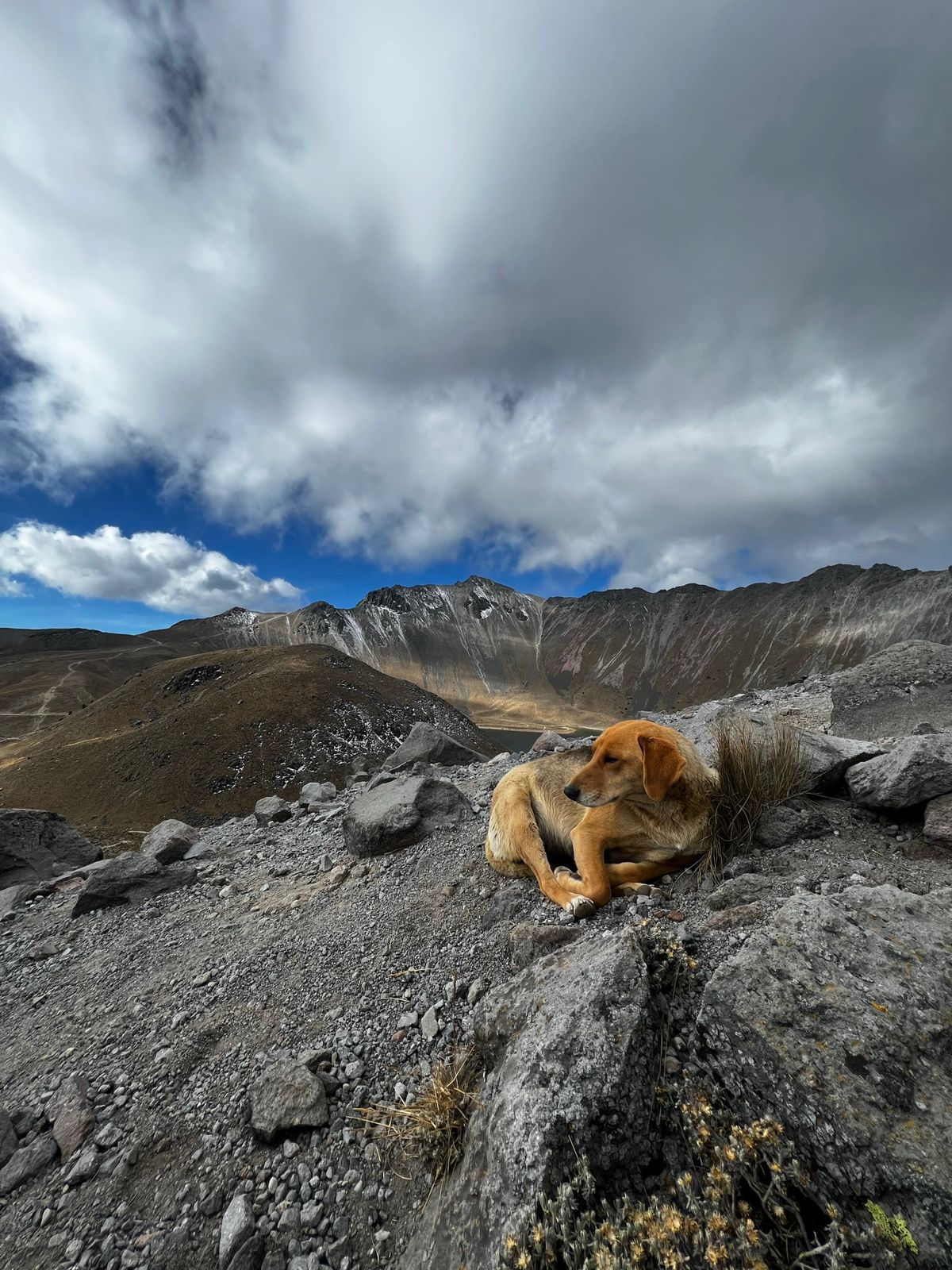 Perro entre montañas