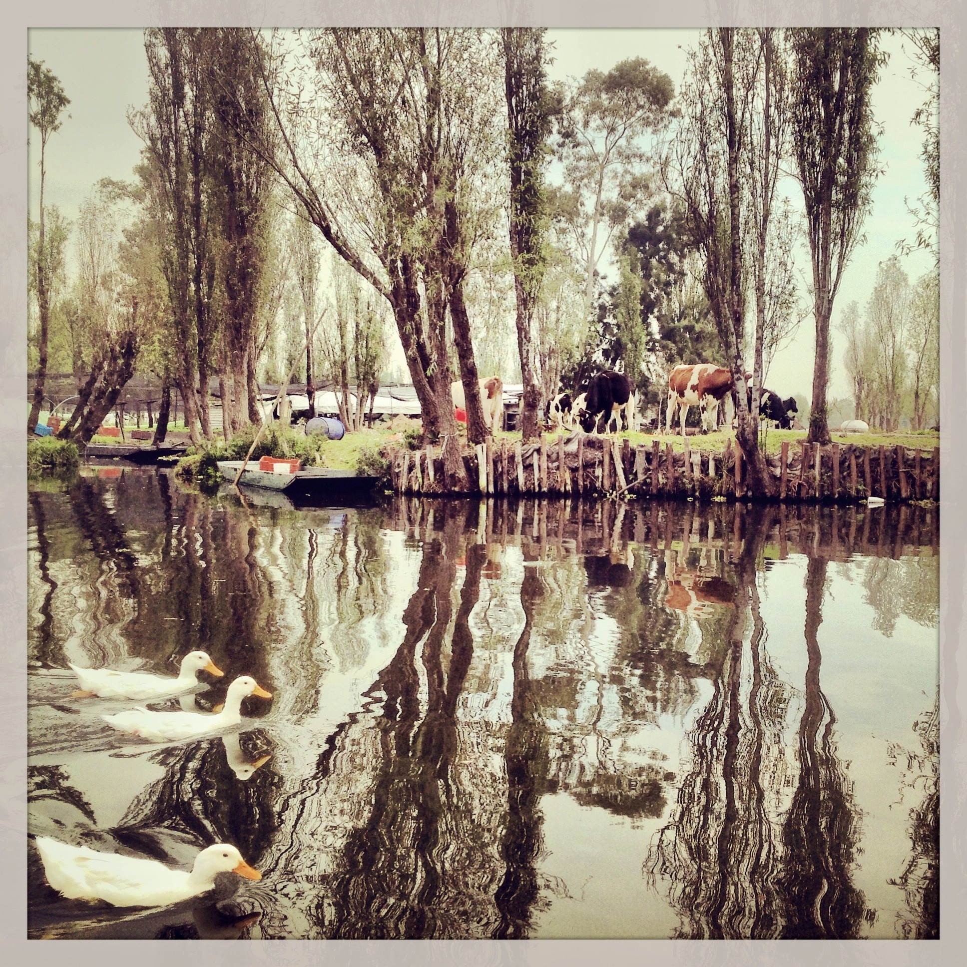Reflexiones en Xochimilco