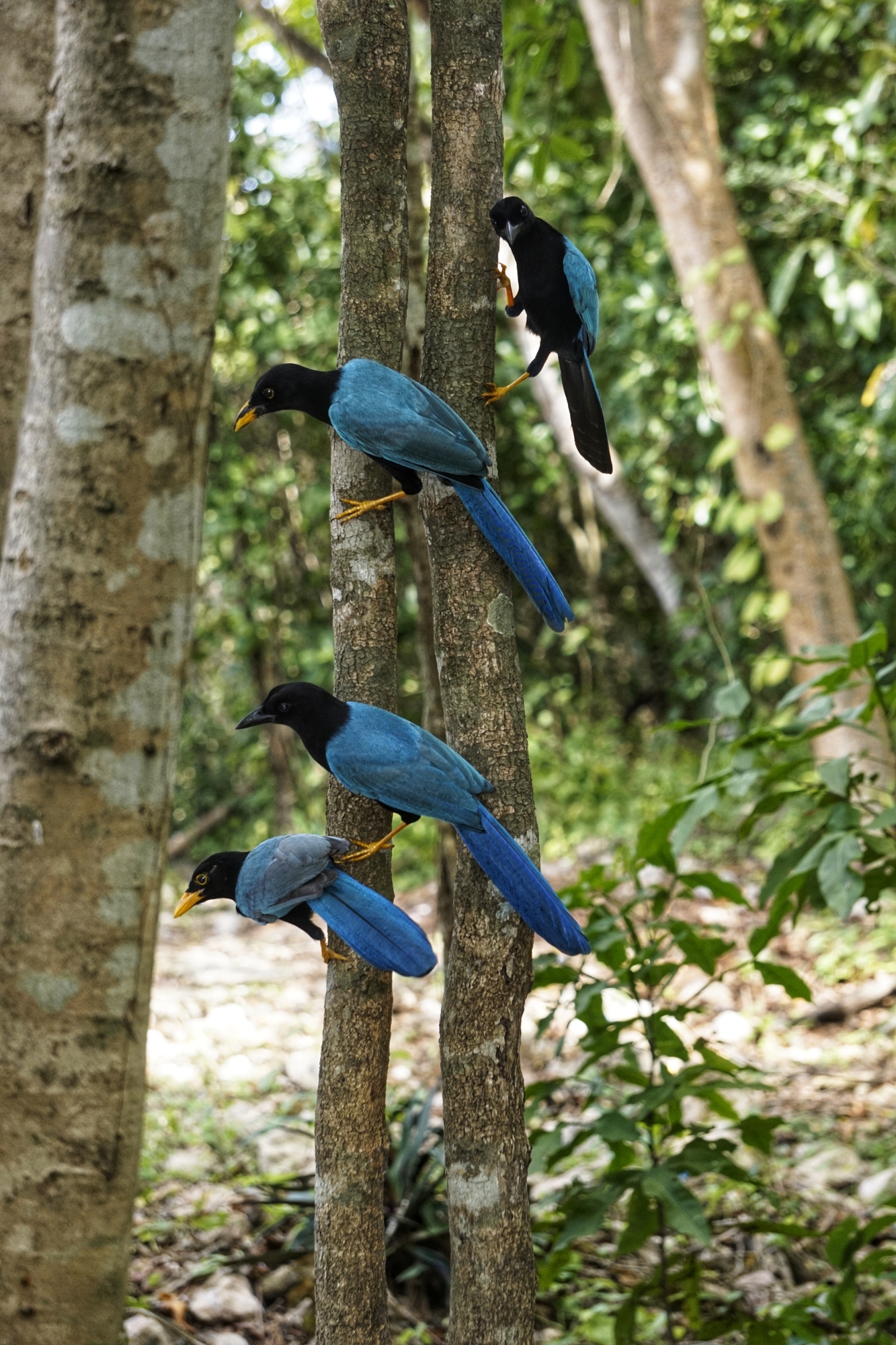 Pájaros de Campeche